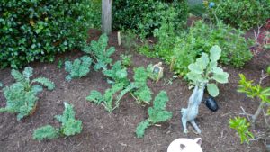 kale garden